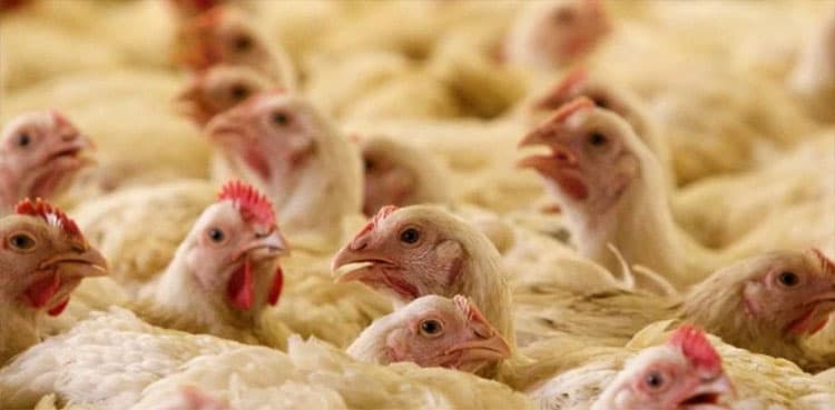 UK reports bird flu for first time since 2017