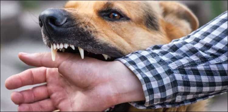 Another child wounded of stray dog bite in Sindh