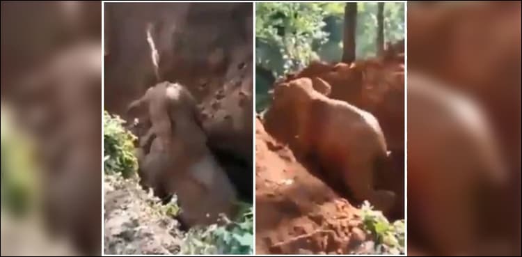 Mother thanks helpers as baby elephant rescued from ditch