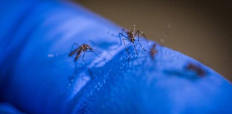 Punjab reports 374 dengue fever cases in 24 hours