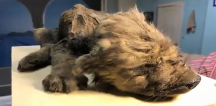 WATCH: World's 'oldest dog' found from Siberia   