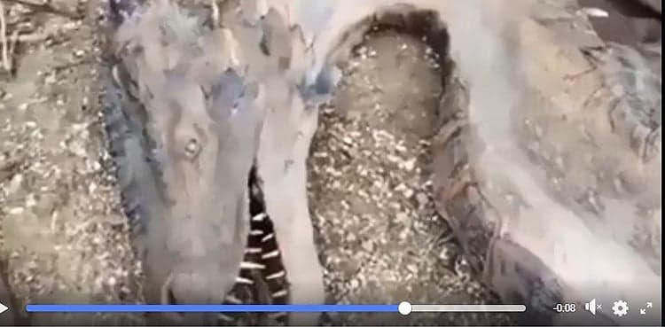 Was a dead dragon found in the Philippines?
