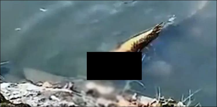 'Fairy' or Mermaid?: Fish with human face spotted in lake   