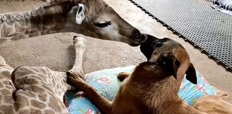 WATCH: Guard dog befriends baby giraffe