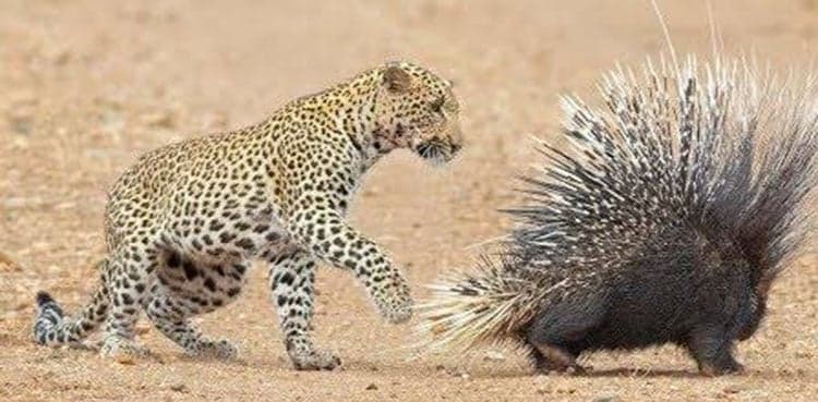 WATCH: Video showing leopard, porcupine battle goes viral