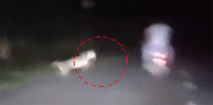 WATCH: Leopard attacks bikers in forest