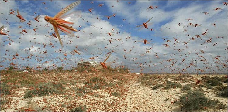 Swarms of locusts damaged crops in Sindh, says Ismail Rahu
