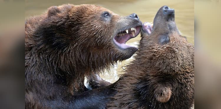 Grizzly challenge: TV show 'pits man vs bear'