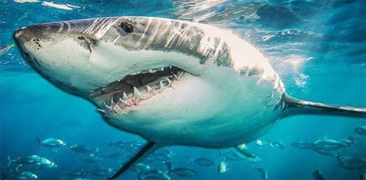 Husband punches shark to save wife at Australian beach