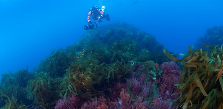 'Ghost' fishing gear: the trash haunting ocean wildlife
