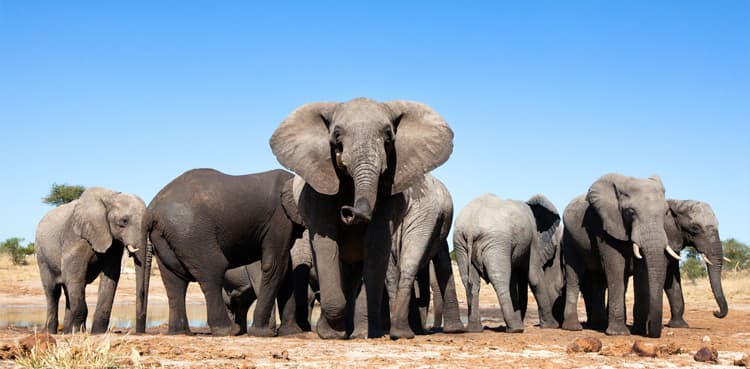 Zimbabwe readies mass wildlife migration