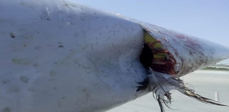 Over 65 bird-hit plane cases reported in Pakistan this year