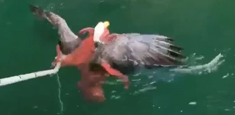 VIDEO: Farmers rescue bald eagle from octopus' grasp