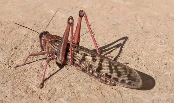 NDMA decides to take 'emergency measures' against locust swarms