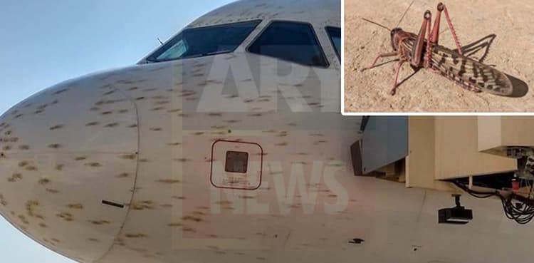 Swarm of locusts storm PIA plane before landing at airport