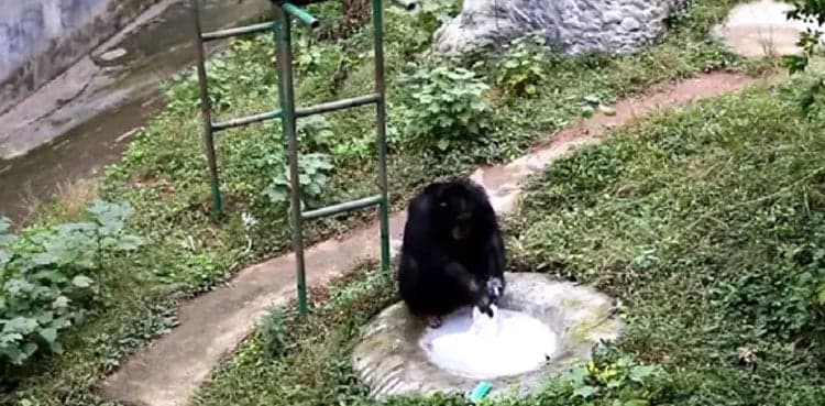 WATCH: This chimpanzee learnt to wash clothes