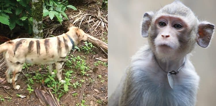 Farmer in India paints dog to look like tiger to frighten monkeys