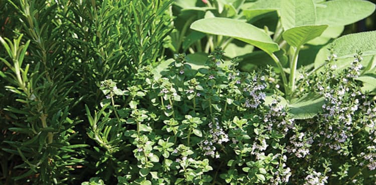 Pakistan successfully tests 'herbal anti-biotic' medicine with Chinese help