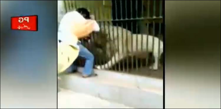 WATCH: Lion attacks zookeeper in Karachi