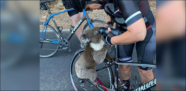 WATCH: Thirsty Koala begs cyclist for water