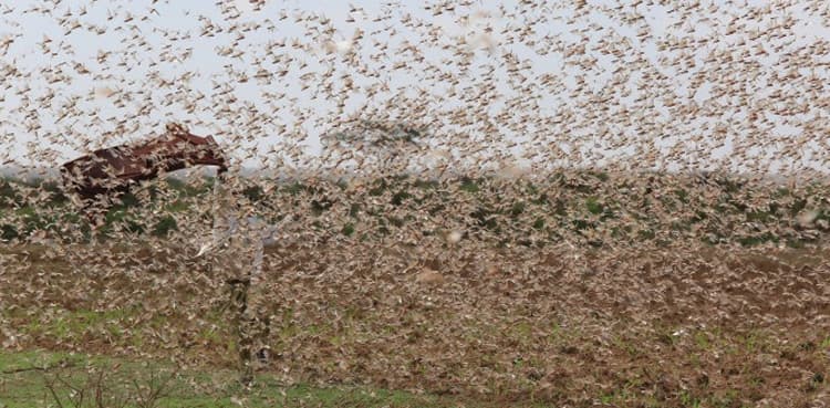Swarms of locusts invade crops in Pakpattan