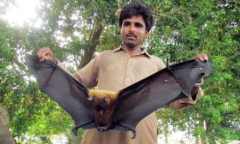 Farmers kill dog-like bats attacking agriculture farms in Sujawal village