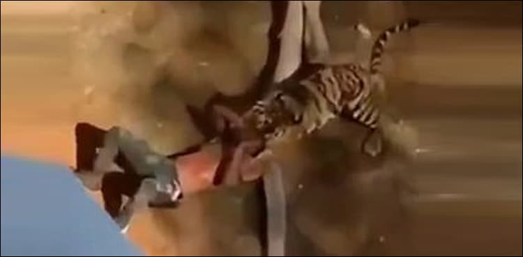 WATCH: Man miraculously survives tiger attack after falling into zoo pit