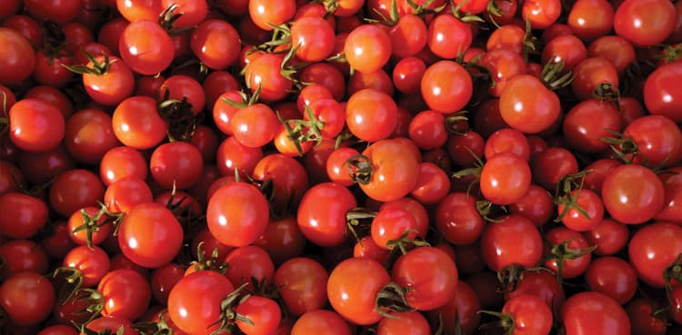 Tomato supplies from Badin to markets pick momentum, cool down prices