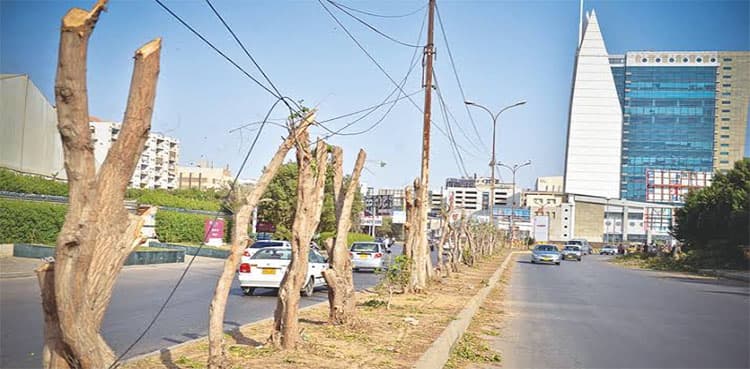 Govt, environment agency submit reply in SHC in Karachi tree cutting case