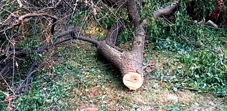 Pakpattan: Secretary to MPA booked in timber theft