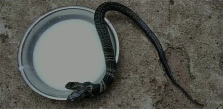 WATCH: Locals refuse to handover mythical two-headed snake