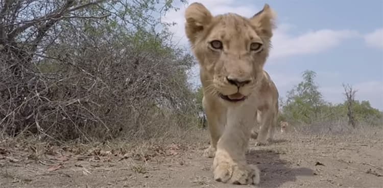WATCH: GoPro captures wild animals' reactions, video goes viral  