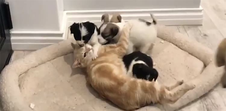 WATCH: Grieving cat adopts, takes care of four puppies