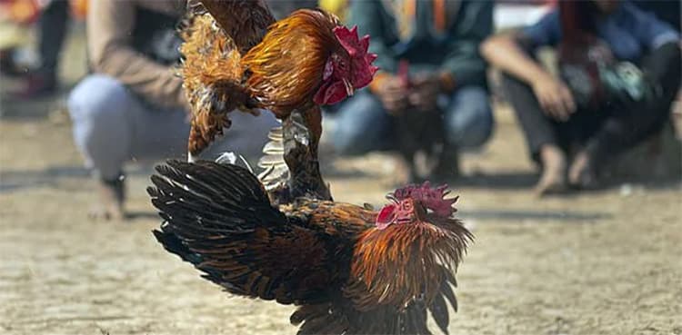 Indian rooster kills owner with cockfight blade