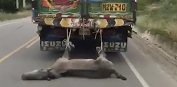 WATCH: Shocking video shows moving truck dragging donkey on road  
