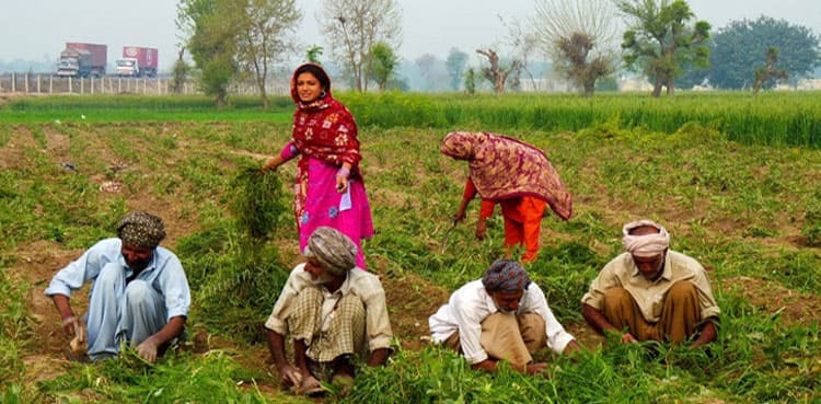 A farmer's issues in Pakistan