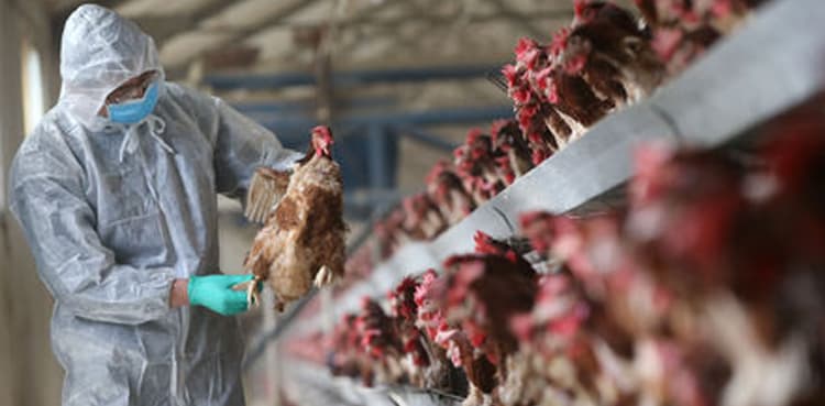 Bird flu outbreak spreads, with four more cases