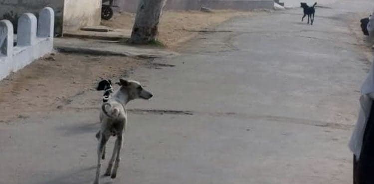 Dog bites 7 year old in Sindh, hospital has no rabies vaccine