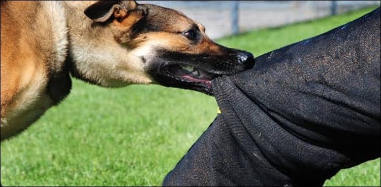 Dog bites female news anchor in Karachi, case registered