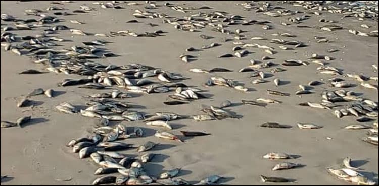 Large number of dead fish wash Karachi's Seaview beach