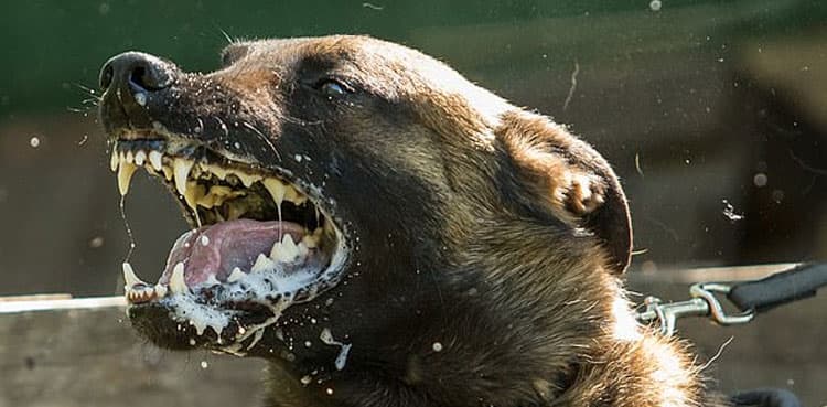 Woman killed by pet dog at Swiss training centre