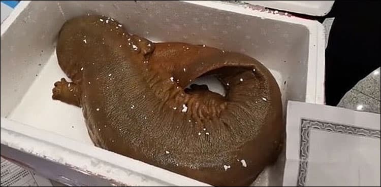 'Anti-ageing benefits': Woman caught trying to sneak in giant salamanders