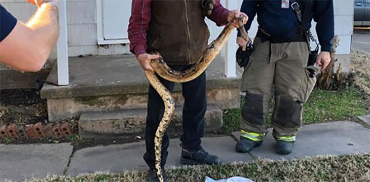 'Surprised' resident finds six-foot snake inside living room   