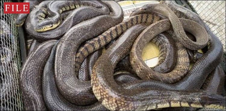 India mulls reptile river guards on Bangladesh border