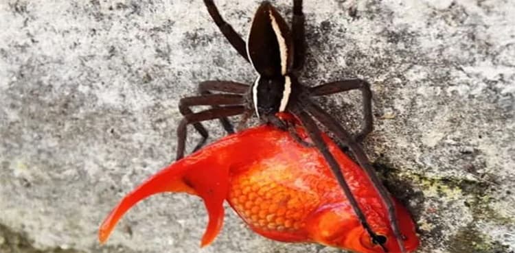 Giant spider drags much-bigger goldfish from pond    
