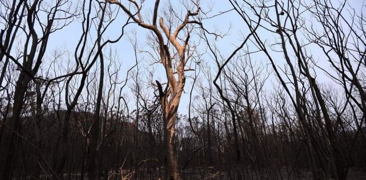 Thousands ordered to flee as bushfire burns in Australia's south
