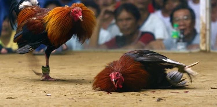 Top court rejects bid to ban cruel shows using animals