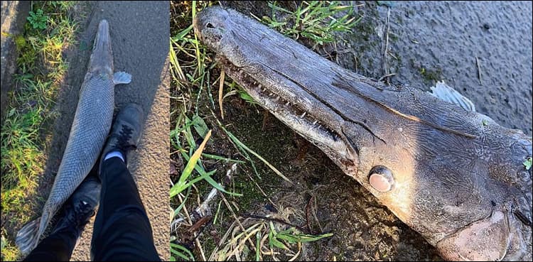 Strange half-alligator, half-fish creature spotted on canal bank