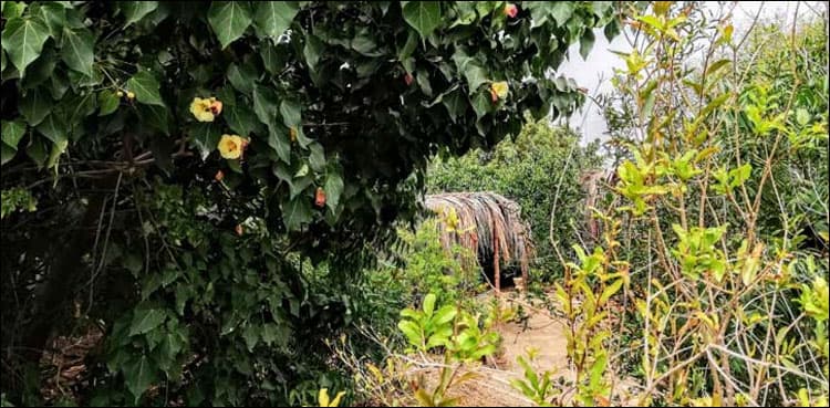 First phase of Karachi Urban Forest inaugurated along Lyari river