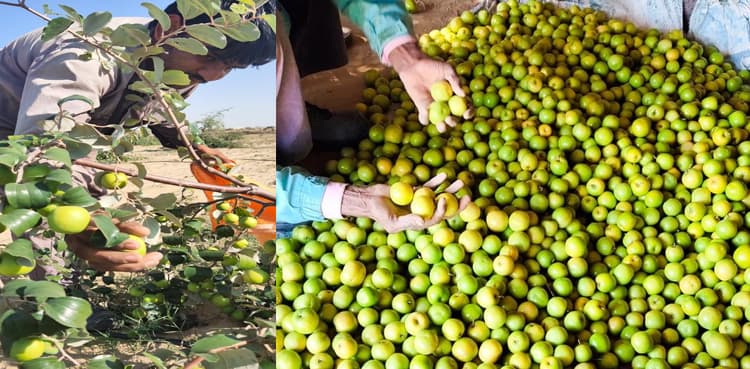 'This is real change': Thar producing fruits through bio-saline agriculture techniques